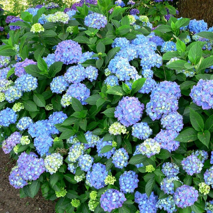 Hydrangea macrophylla Blauer Prinz (Plant habit)