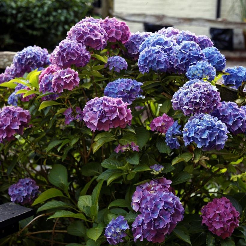 Hydrangea macrophylla Blauer Zwerg (Plant habit)