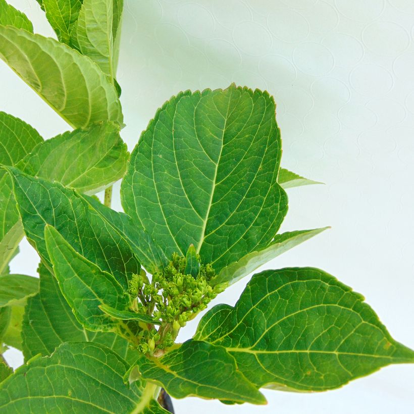 Hydrangea macrophylla Blaumeise (Foliage)