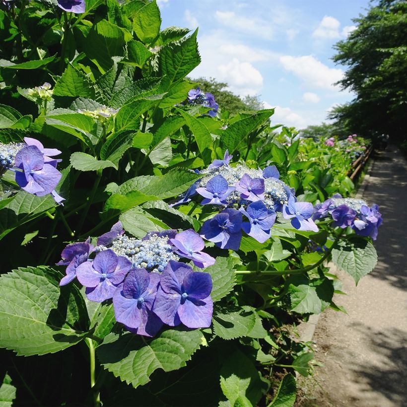 Hydrangea macrophylla Blue Sky (Plant habit)