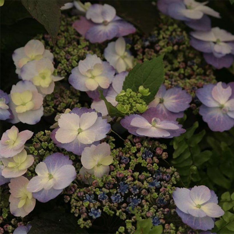Hydrangea macrophylla Blueberry Cheesecake (Flowering)