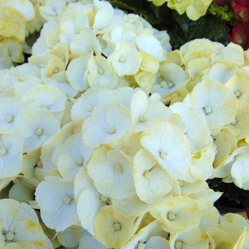 Hydrangea macrophylla Caipirinha (Flowering)