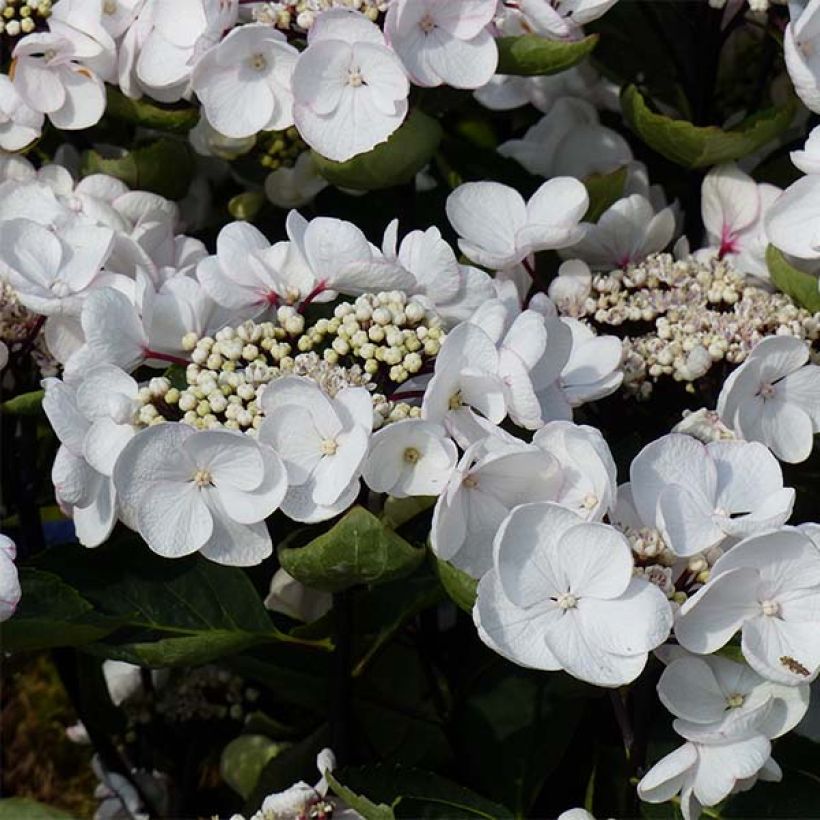 Hydrangea macrophylla Rendez-Vous Choco Chic (Flowering)