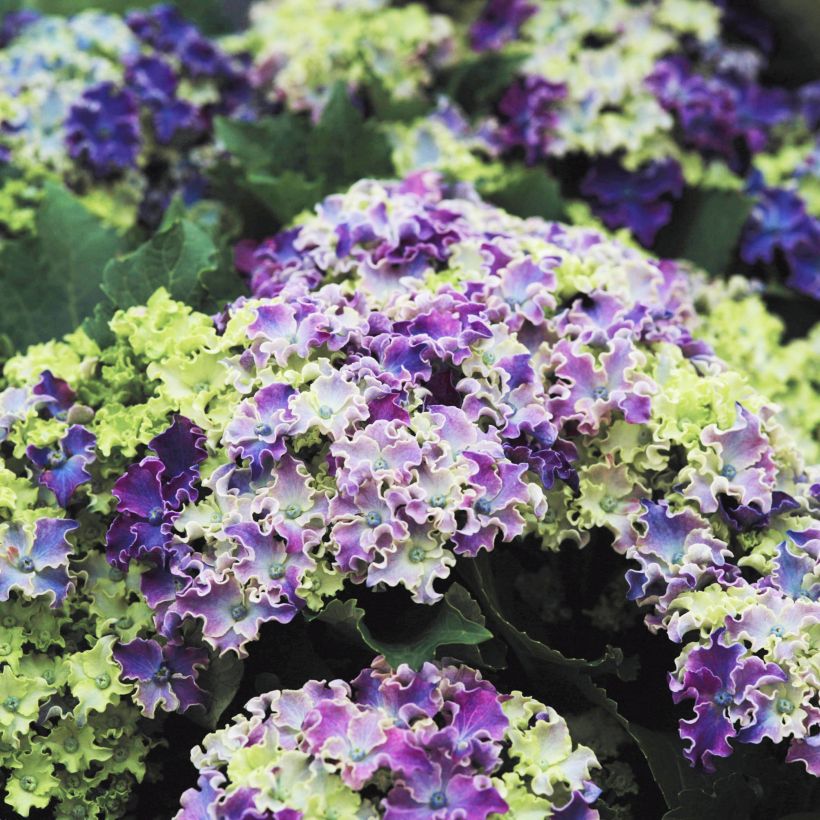 Hydrangea macrophylla Curly Sparkle Blue (Flowering)