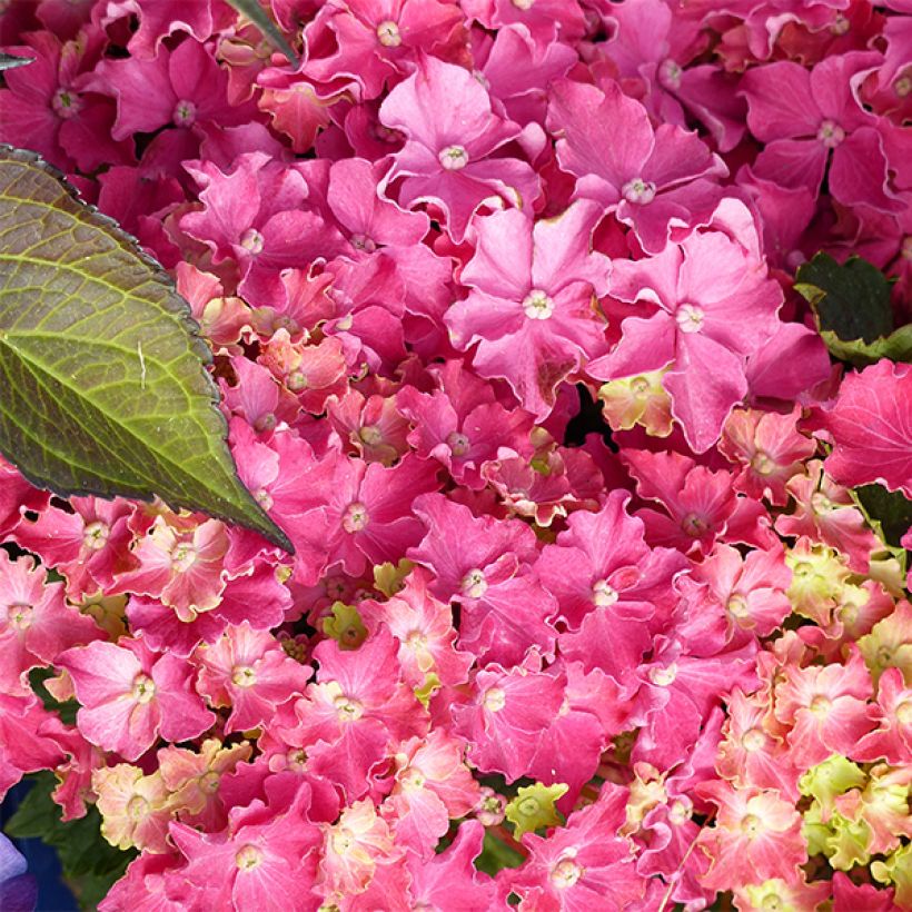 Hydrangea macrophylla Curly Sparkle Red (Flowering)