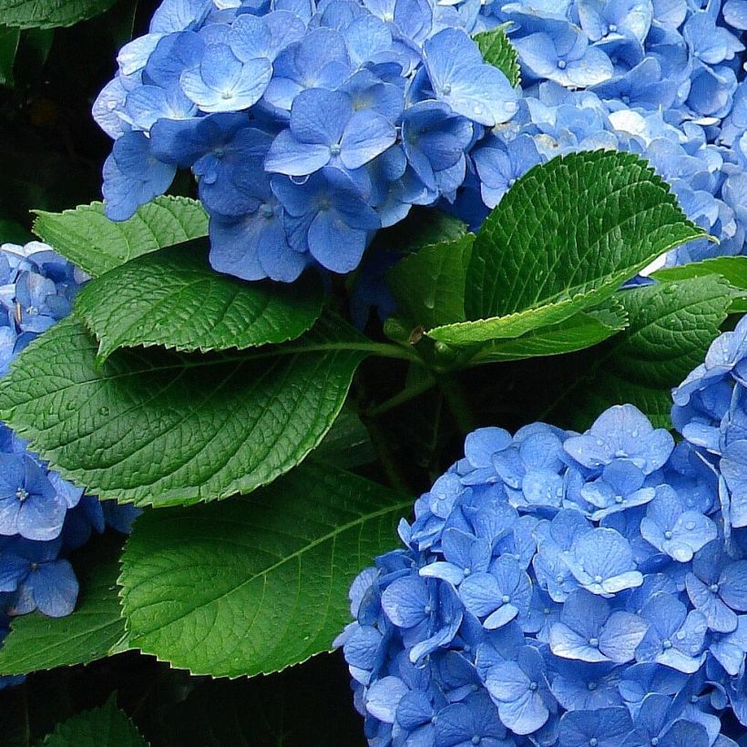 Hydrangea macrophylla Deutschland (Foliage)