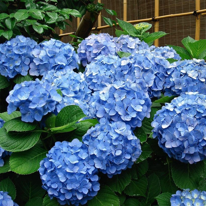 Hydrangea macrophylla Deutschland (Plant habit)