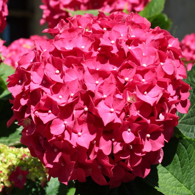 Hydrangea macrophylla Deutschland (Flowering)