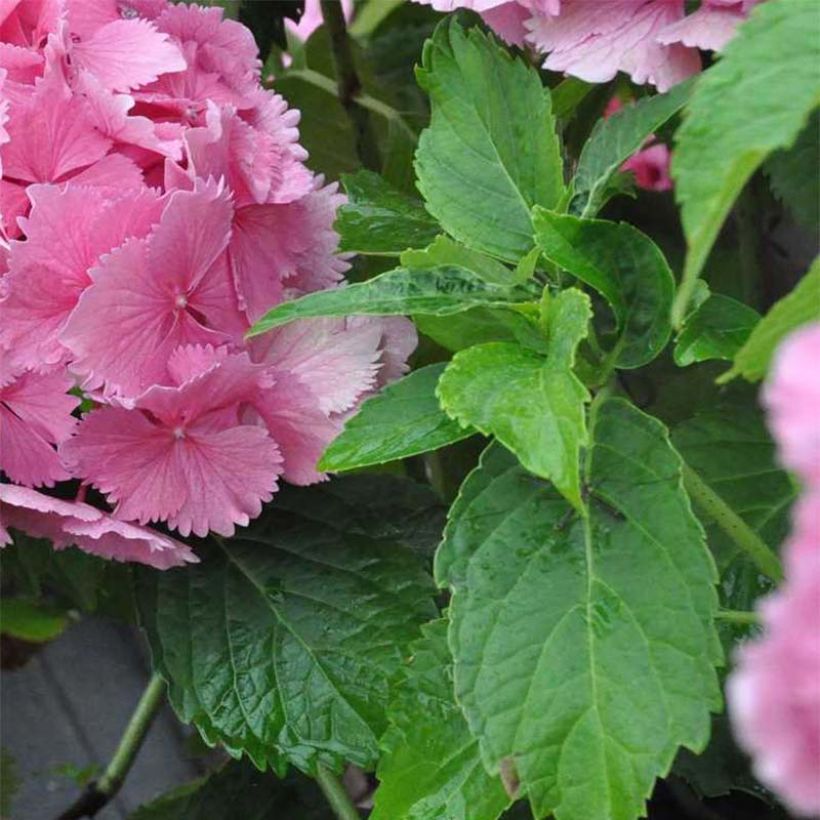 Hydrangea macrophylla Dolce Farfalle (Foliage)