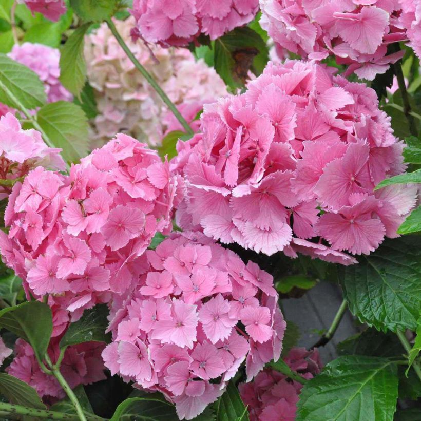 Hydrangea macrophylla Dolce Farfalle (Flowering)