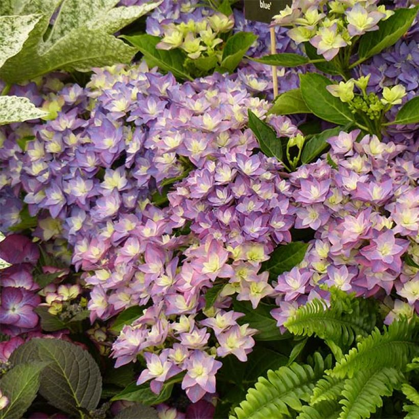 Hydrangea macrophylla Double Dutch Blue (Flowering)