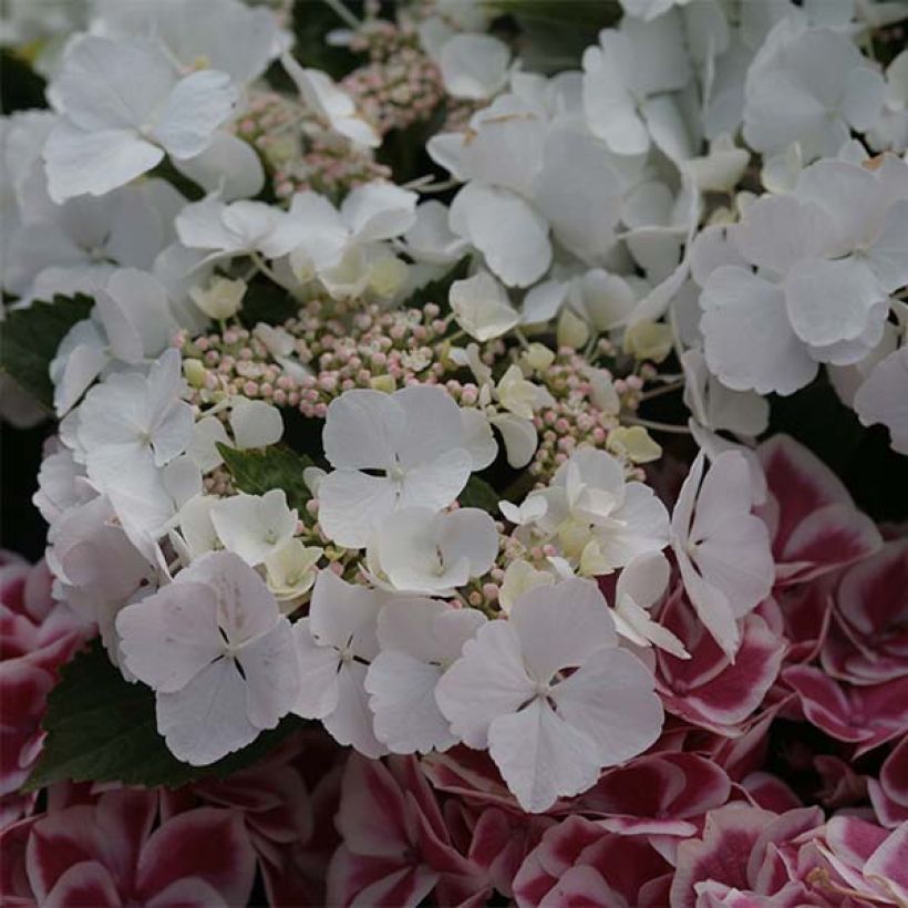 Hydrangea macrophylla Rendez-Vous Elégance (Flowering)
