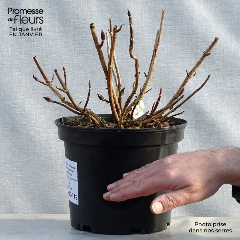 Hydrangea macrophylla Hovaria Elleair Anniversary 4L/5L pot sample as delivered in winter