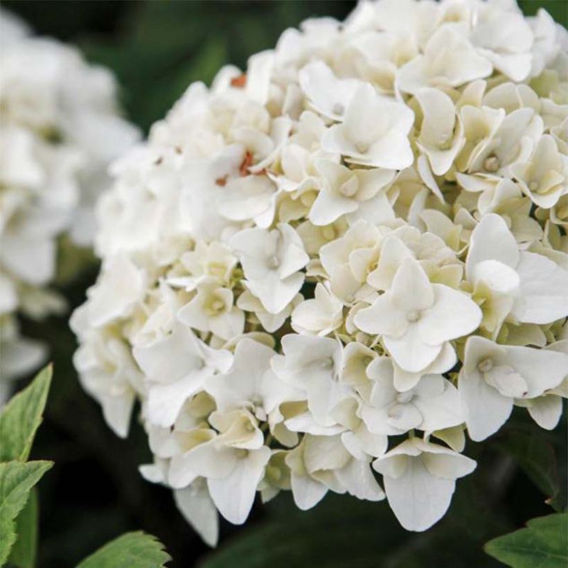 Hydrangea macrophylla Endless Summer The Bride (Flowering)