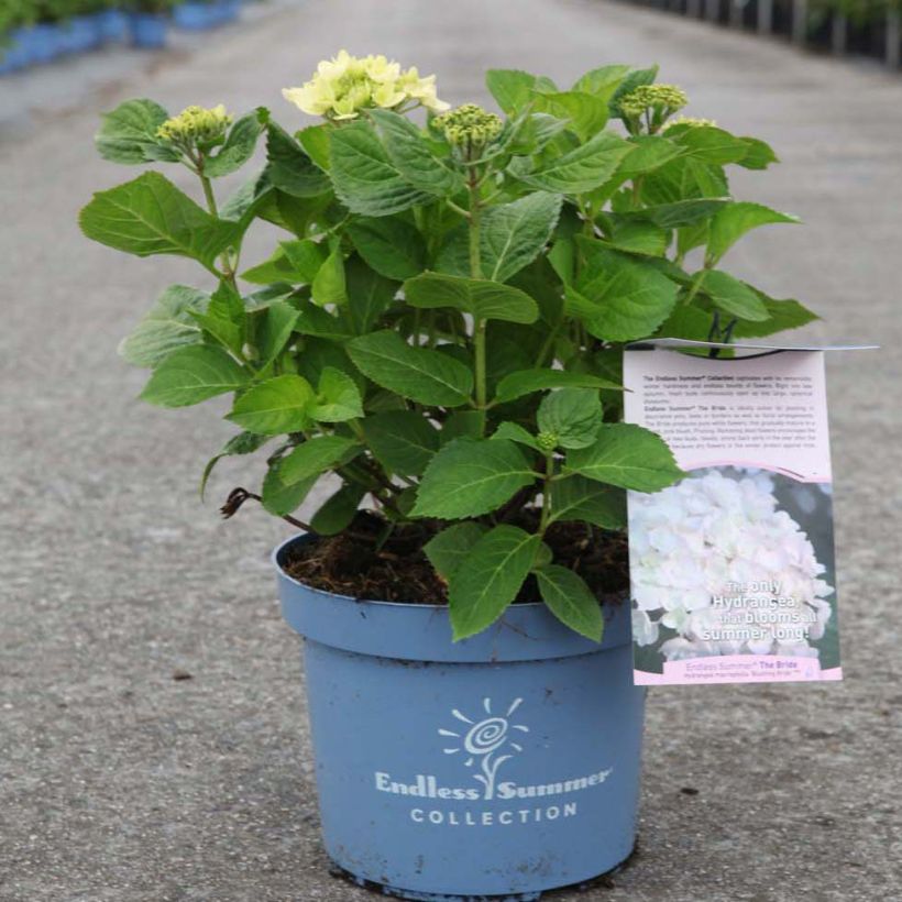 Hydrangea macrophylla Endless Summer The Bride (Plant habit)