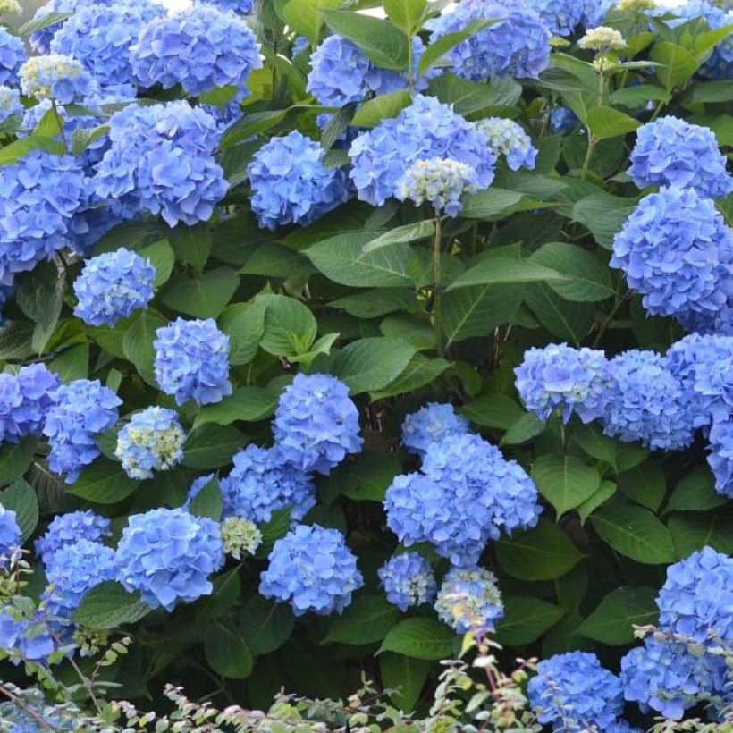 Hydrangea  macrophylla Endless Summer The Original Blue (Flowering)