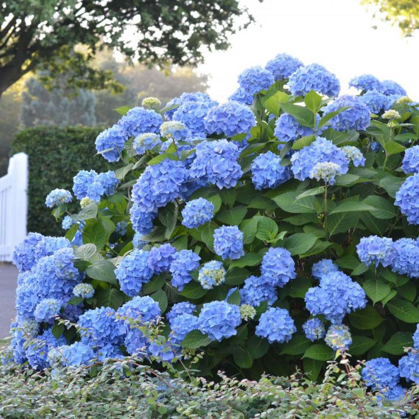 Hydrangea  macrophylla Endless Summer The Original Blue (Plant habit)