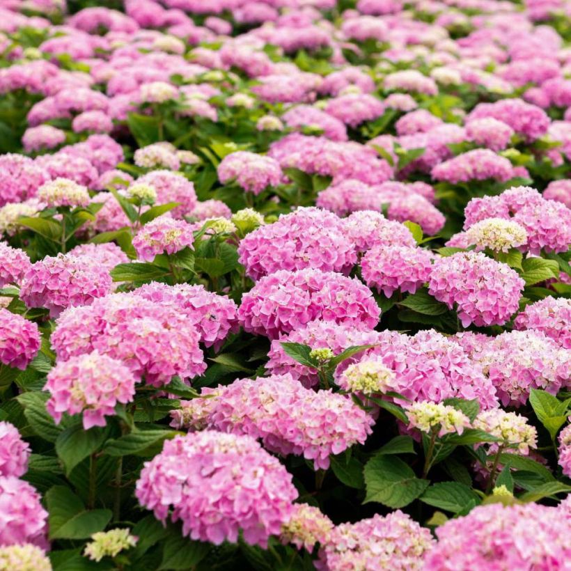 Hydrangea macrophylla Endless Summer The Original Pink (Flowering)