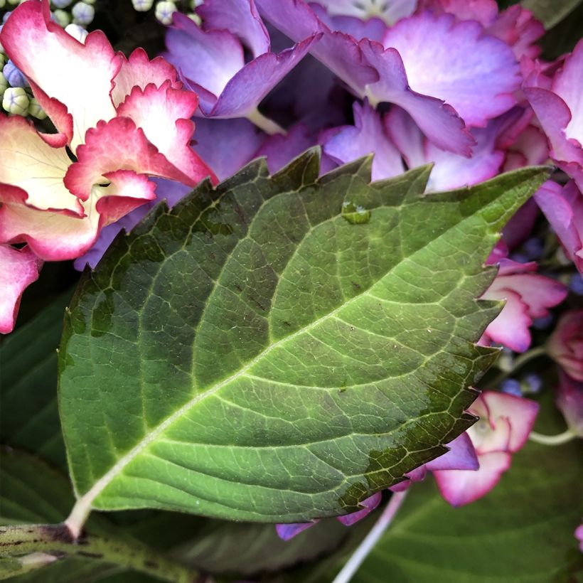 Hydrangea macrophylla Rendez-Vous French Cancan (Foliage)