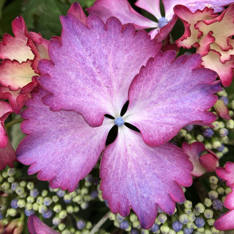 Hydrangea macrophylla Rendez-Vous French Cancan (Flowering)