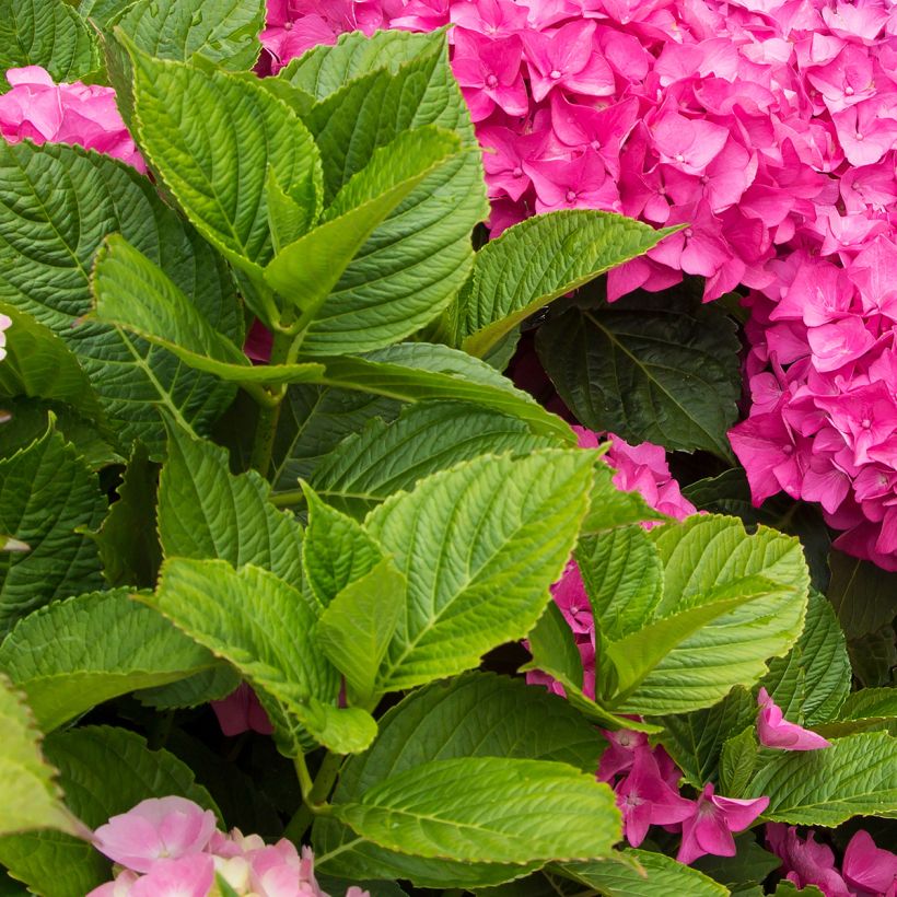 Hydrangea macrophylla Freudenstein (Foliage)