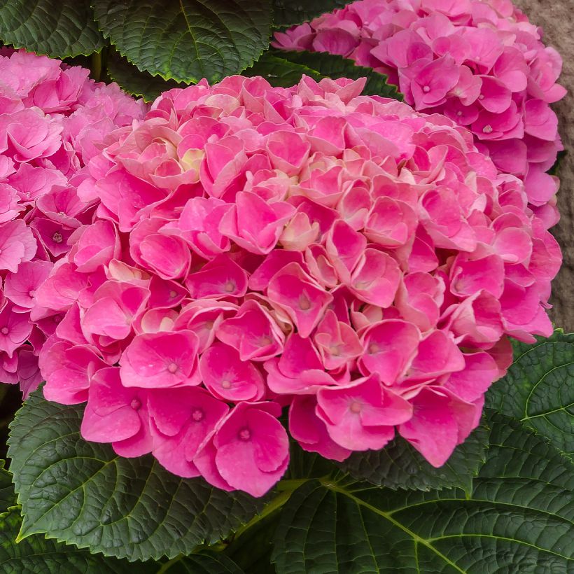 Hydrangea macrophylla Freudenstein (Flowering)