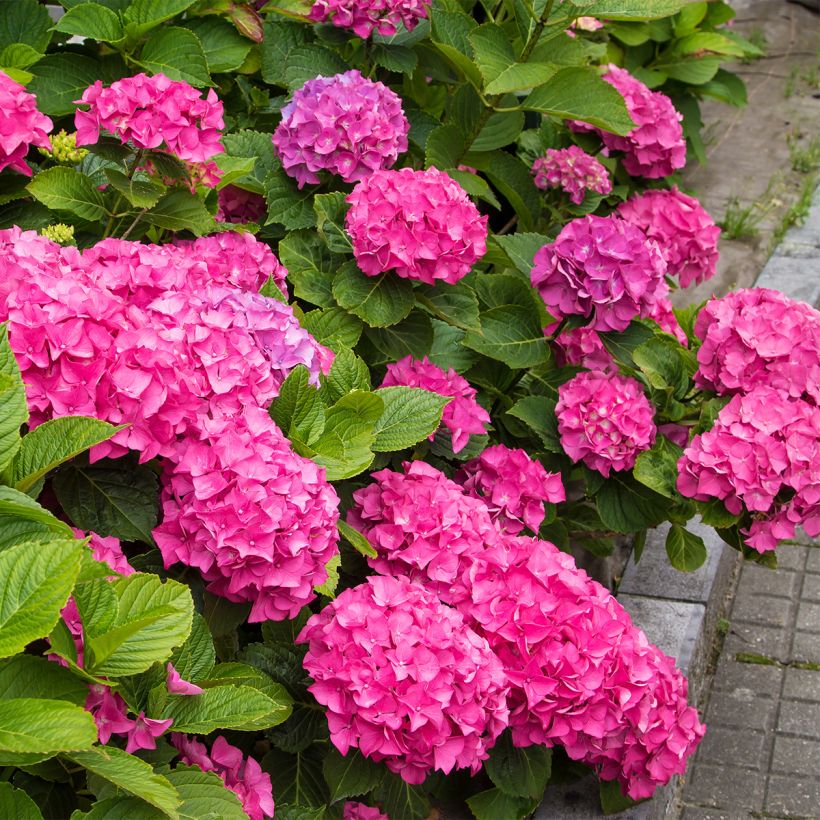 Hydrangea macrophylla Freudenstein (Plant habit)