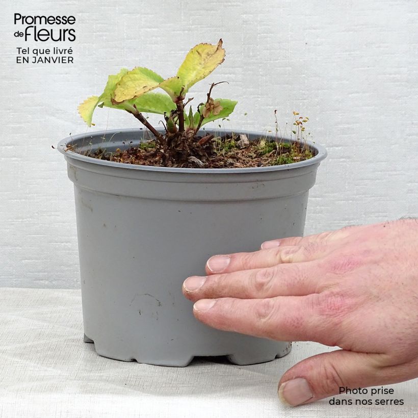 Hydrangea macrophylla Koria 2L/3L pot sample as delivered in winter