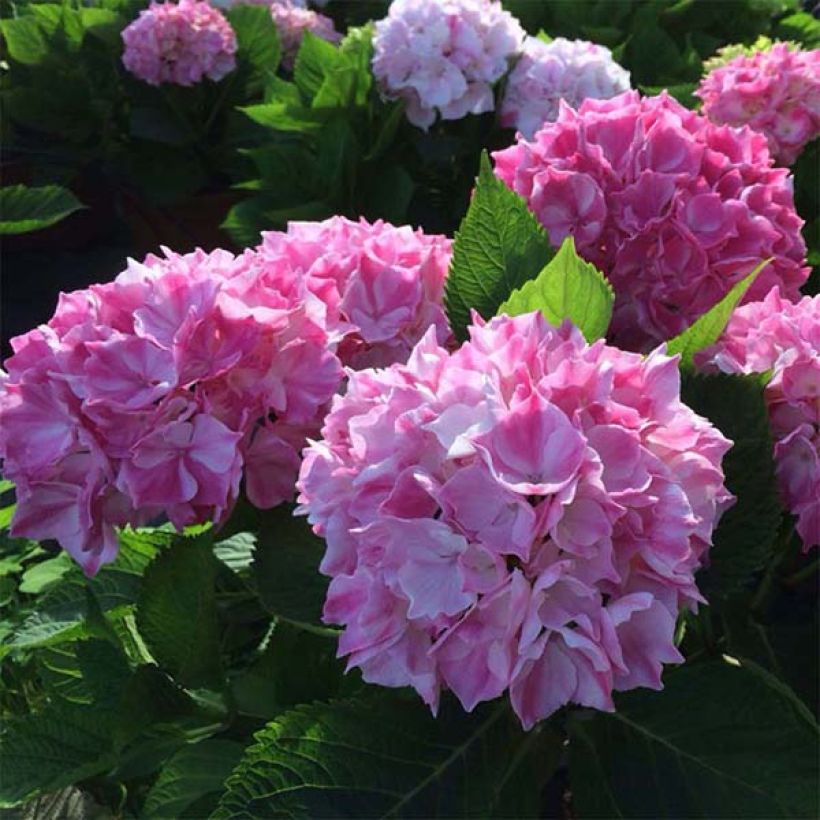 Hydrangea macrophylla Rendez-Vous - La Vie en Rose (Flowering)