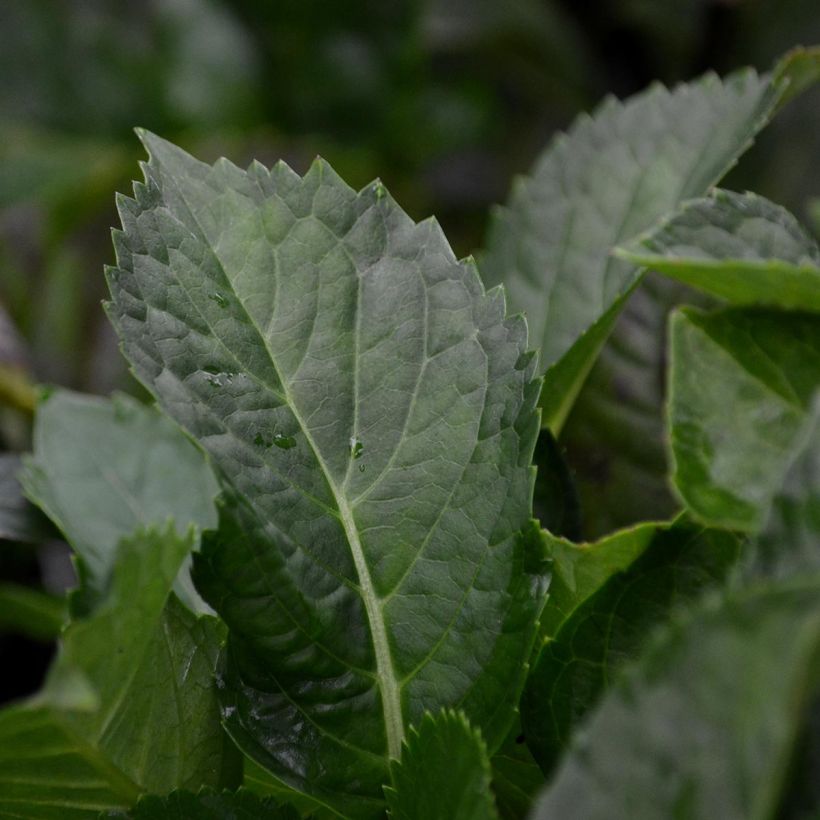 Hydrangea macrophylla Magical Amethyst (Foliage)