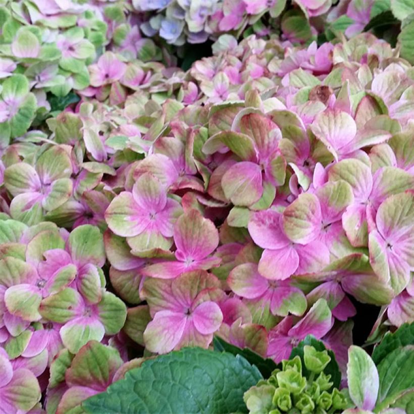 Hydrangea macrophylla Magical Amethyst (Flowering)