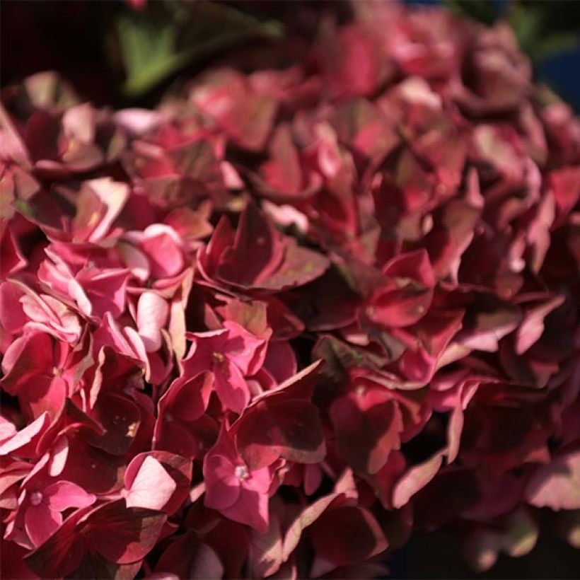 Hydrangea macrophylla Magical Crimson (Flowering)