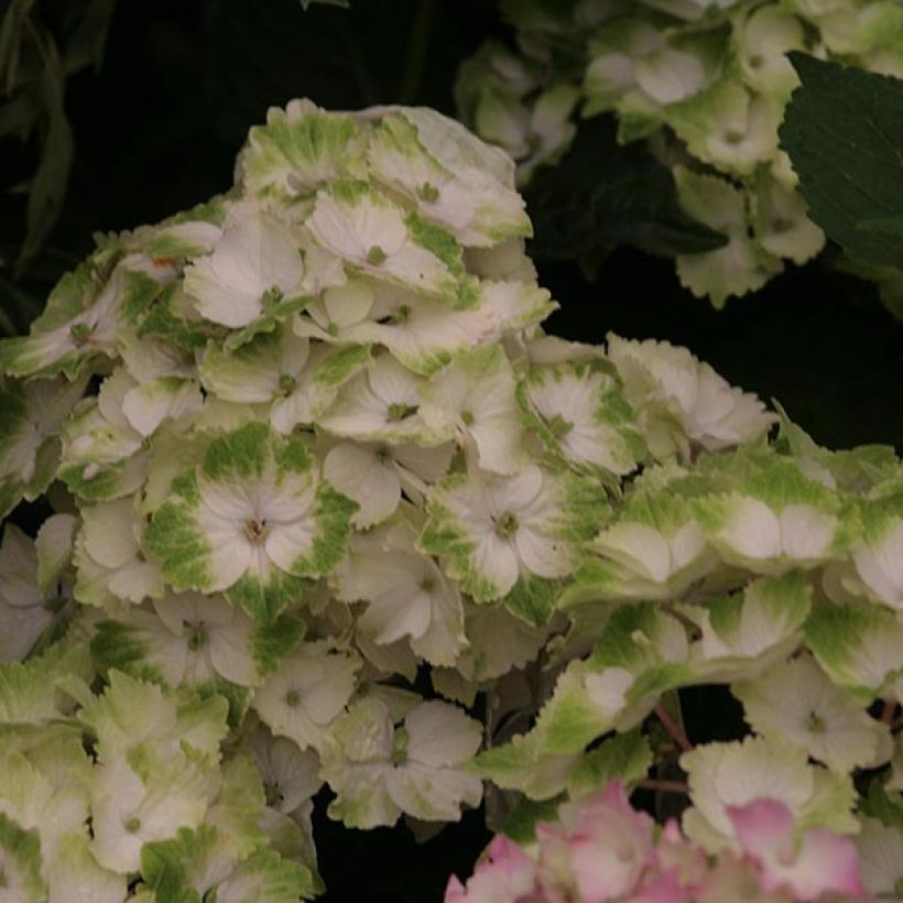 Hydrangea macrophylla Magical Noblesse (Flowering)