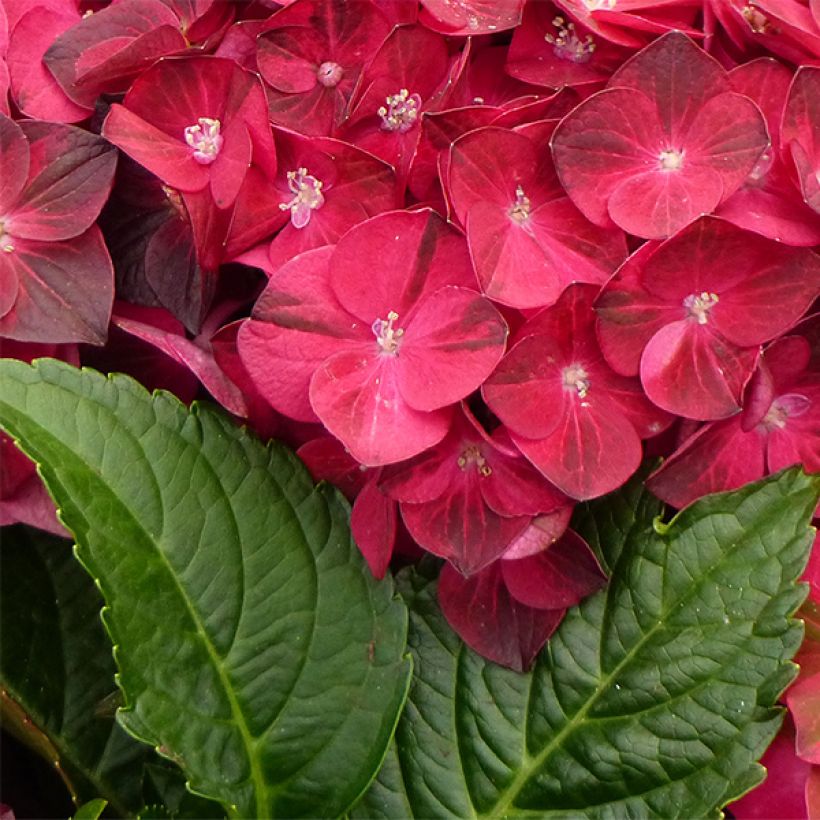 Hydrangea macrophylla Ruby Tuesday (Foliage)