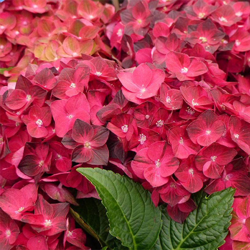 Hydrangea macrophylla Ruby Tuesday (Flowering)