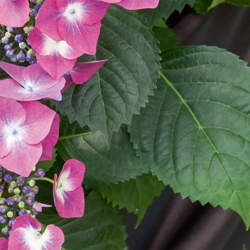 Hydrangea macrophylla Mousmée (Foliage)