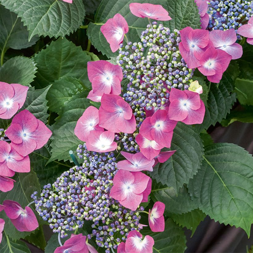 Hydrangea macrophylla Mousmée (Flowering)