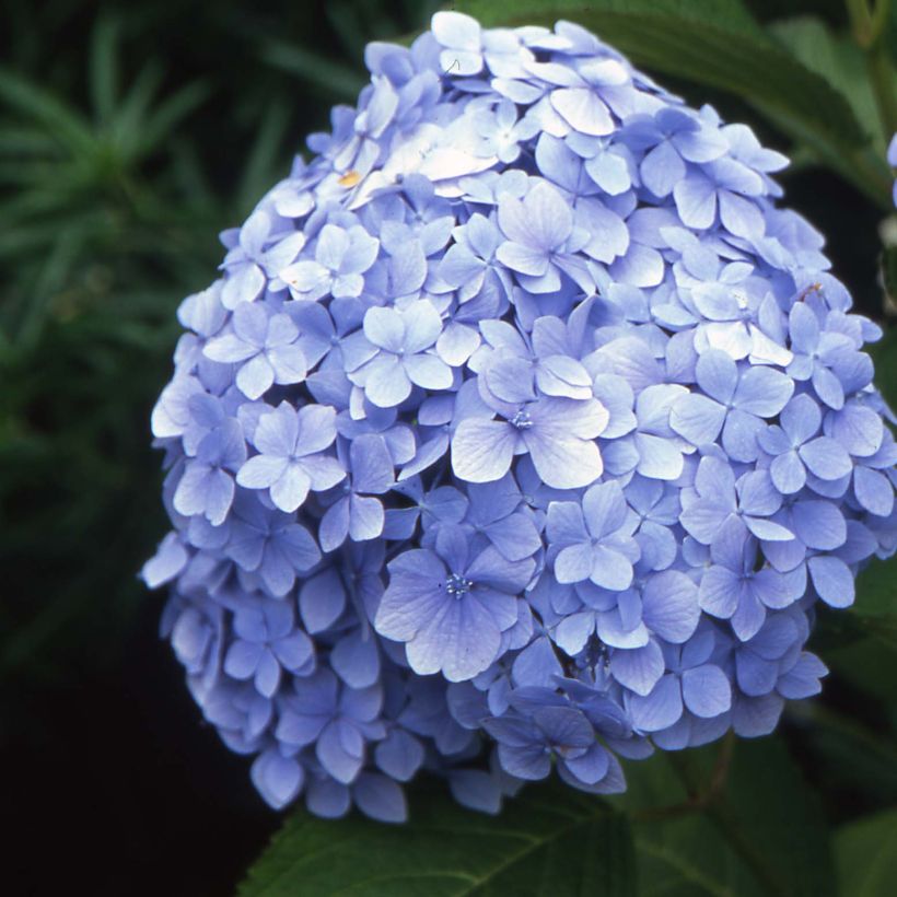 Hydrangea macrophylla Mousseline (Flowering)