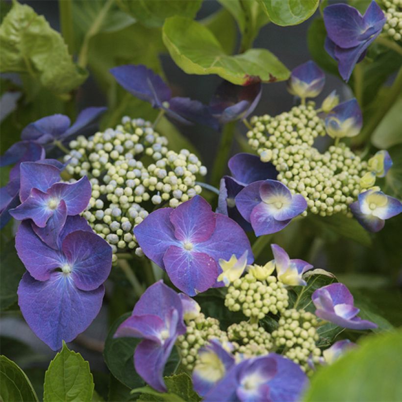 Hydrangea macrophylla Nachtigall (Flowering)