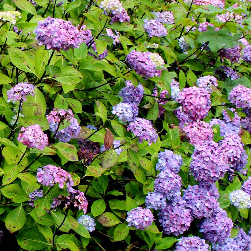 Hydrangea macrophylla Nigra (Flowering)