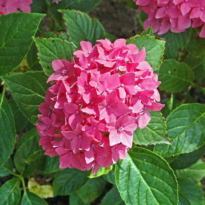 Hydrangea macrophylla Pia (Flowering)