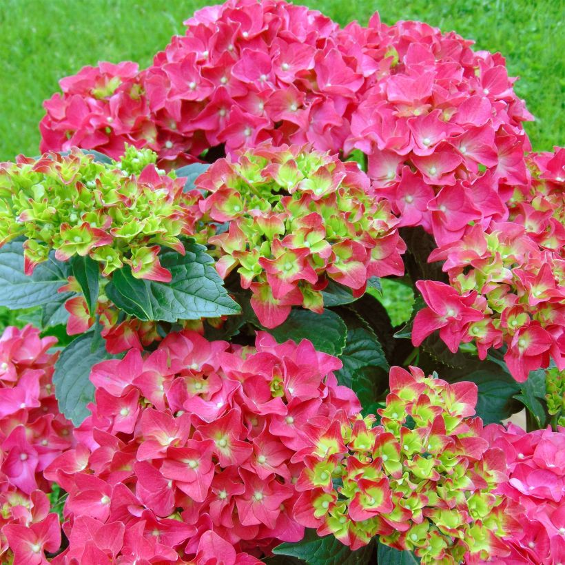 Hydrangea macrophylla Red Reggae (Flowering)