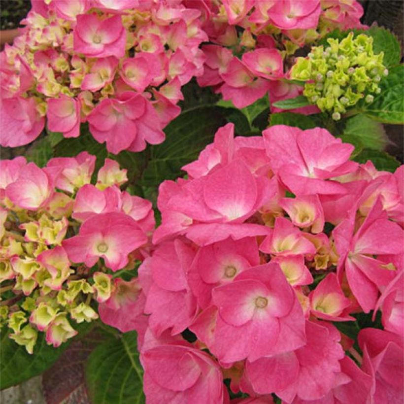 Hydrangea macrophylla Rosita (Flowering)