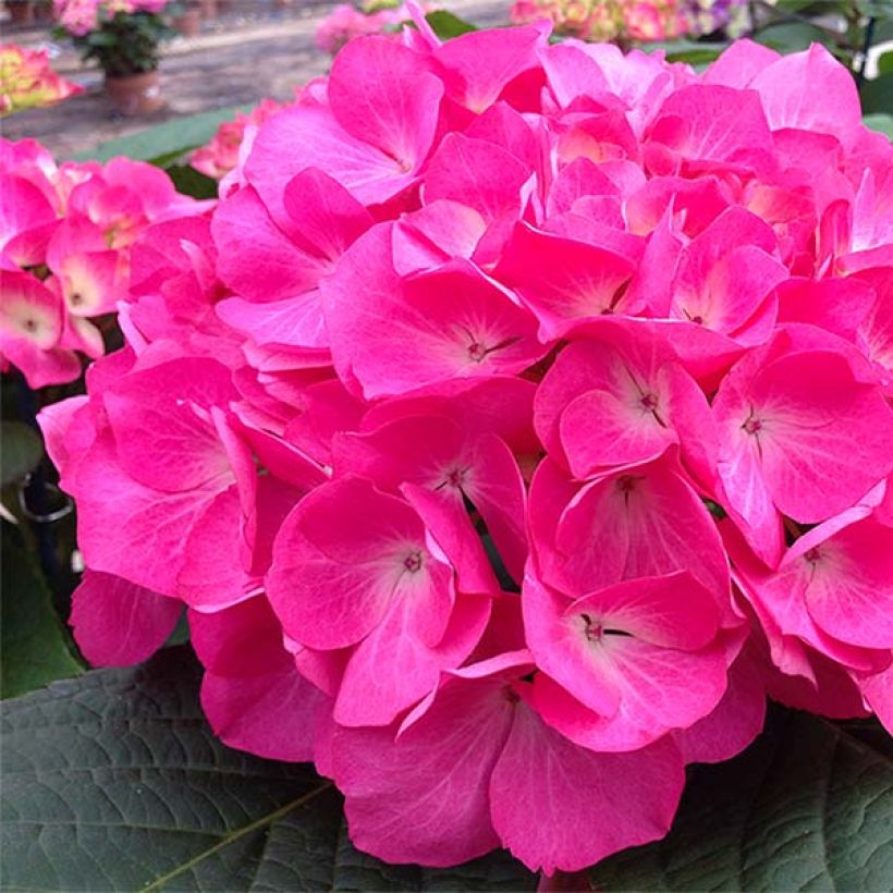 Hydrangea macrophylla Saskia (Flowering)