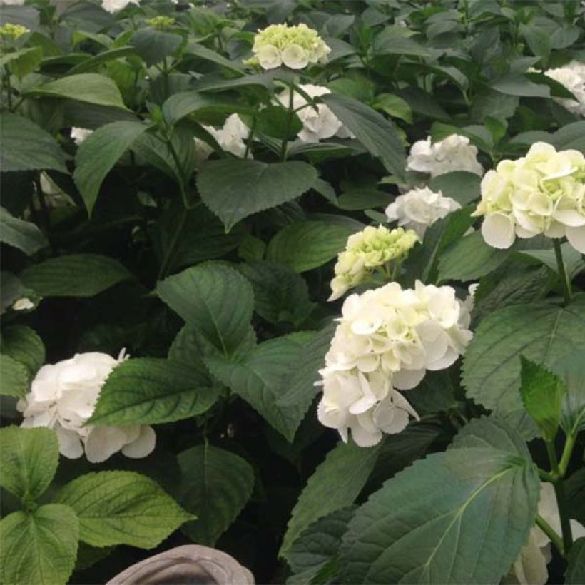 Hydrangea macrophylla Schneeball (Foliage)