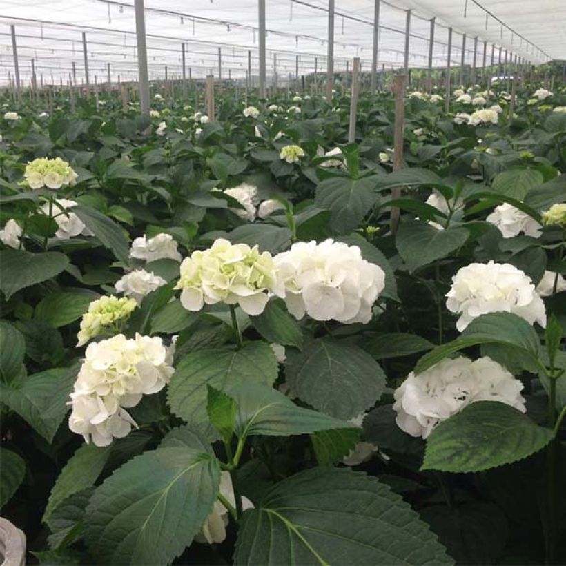 Hydrangea macrophylla Schneeball (Flowering)