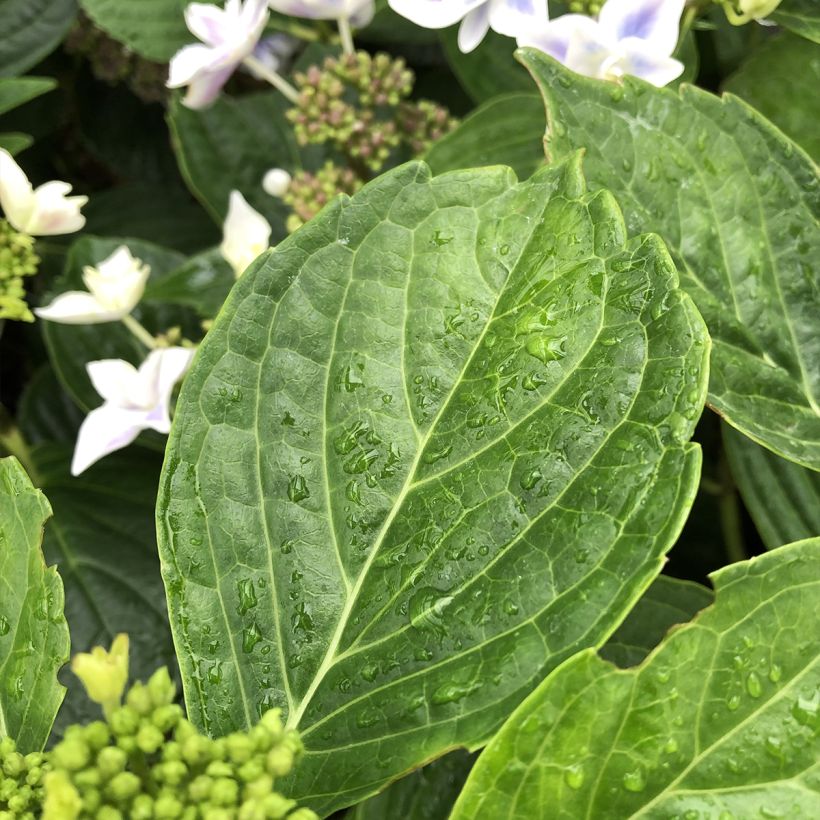 Hydrangea macrophylla Star Gazer (Foliage)