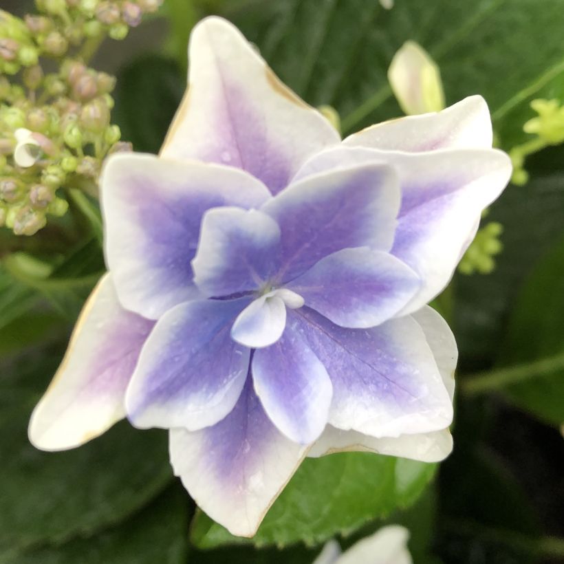 Hydrangea macrophylla Star Gazer (Flowering)