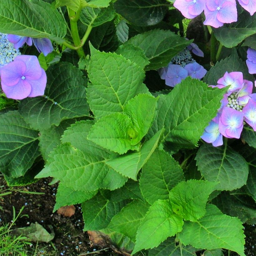 Hydrangea macrophylla Teller Blue (Foliage)