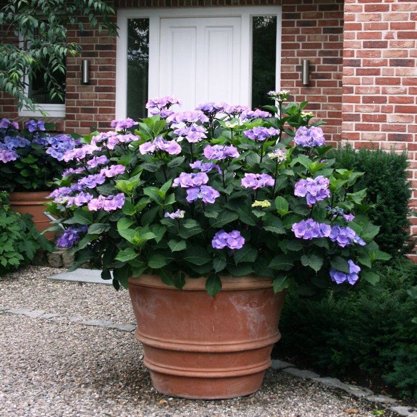 Hydrangea macrophylla Teller Blue (Plant habit)